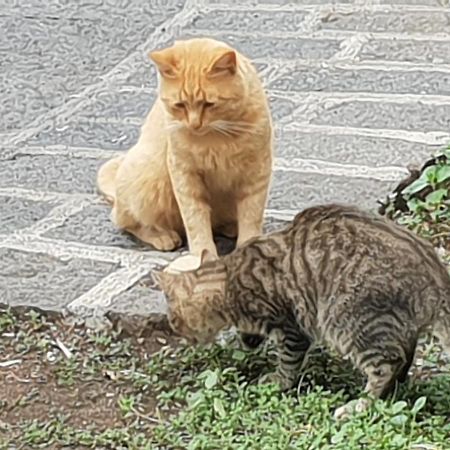 Alle pendici dell'Etna Ragalna Esterno foto