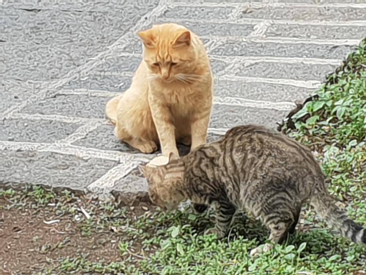 Alle pendici dell'Etna Ragalna Esterno foto